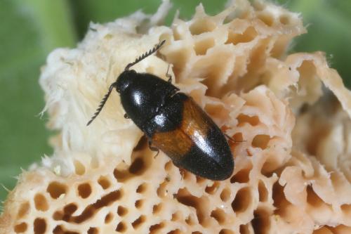 Drapetes mordelloides